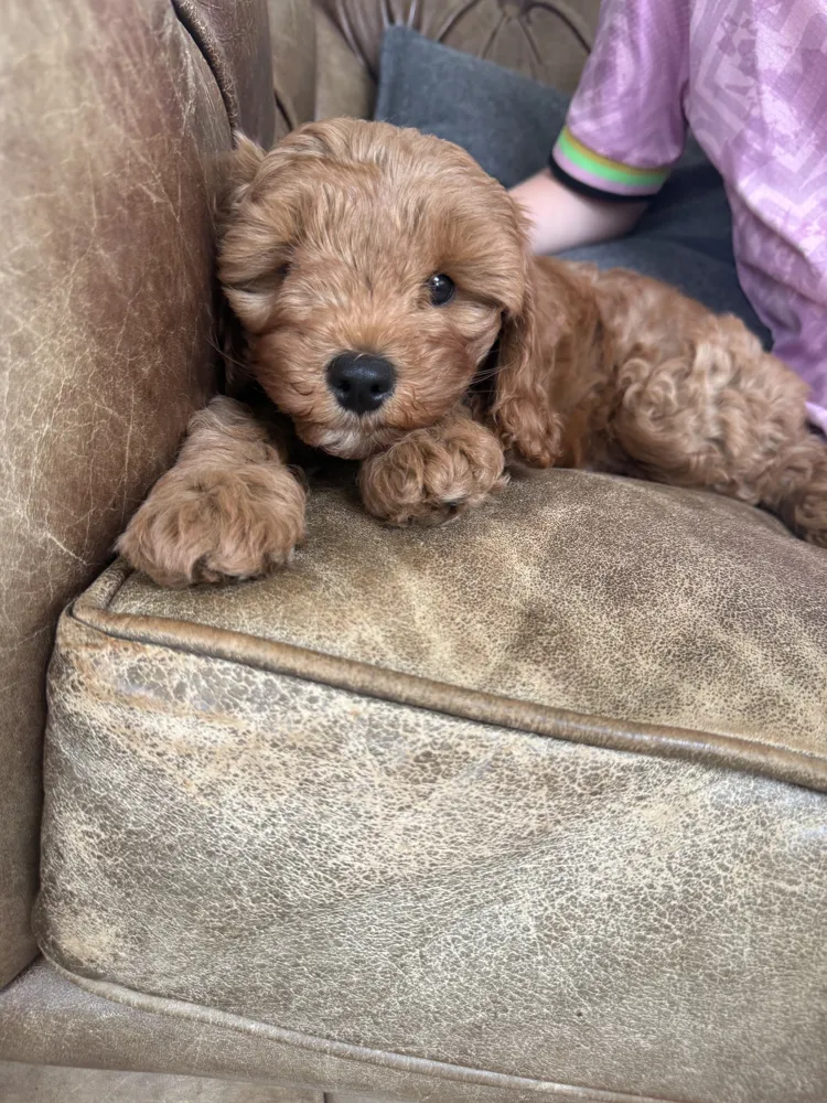 Bruiser the puppy resting on the sofa