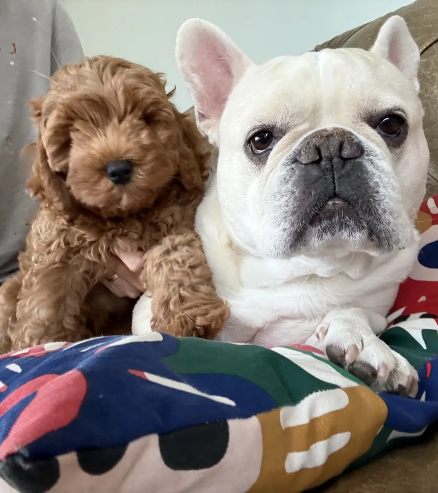 Bruiser the puppy beside Stan the French bulldog