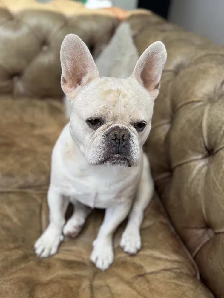 Stan, the older French bulldog, sitting on the sofa
